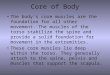 Core of Body The body's core muscles are the foundation for all other movement. The muscles of the torso stabilize the spine and provide a solid foundation