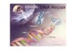 DNA Repair. Cell Cycle Checkpoint activation DNA Repair: Base Excision Repair Nucleotide excision repair Mismatch repair DSB repair SENESCENCE / APOPTOSIS