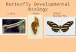 Butterfly Developmental Biology LarvaPupaAdult Butterfly