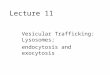 Lecture 11 Vesicular Trafficking: Lysosomes; endocytosis and exocytosis