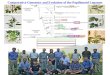 Deep ESTs (+/-) genome sequence Primary focus of NSF project Generation Challenge Program INDO-US Agricultural Knowledge Initiative SALIACEAE : Populus