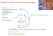 Chapter 14 Signal-transduction pathways [proteins in cell membrane] Delivery [2  messenger] Hormones, Aromas (volatiles) sense 1  messenger [threshold