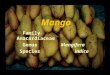 Mango Family Anacardiaceae GenusMangifera Speciesindica