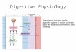 Digestive Physiology The primary function of the digestive system is move nutrients from the external environment into the body