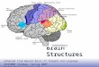 EE141 1 Brain Structures [Adapted from Neural Basis of Thought and Language Jerome Feldman, Spring 2007, feldman@icsi.berkeley.edu Broca’s area Pars opercularis