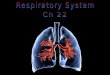 1.Breathing (Pulmonary Ventilation) 2.External Respiration 3.Internal Respiration 4.Cellular Respiration 4 PROCESSES