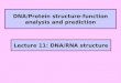 DNA/Protein structure-function analysis and prediction Lecture 11: DNA/RNA structure