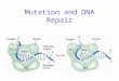 Mutation and DNA Repair. Mutation Rates Vary Depending on Functional Constraints
