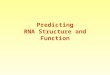 Predicting RNA Structure and Function. Following the human genome sequencing there is a high interest in RNA “Just when scientists thought they had deciphered