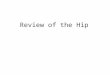 Review of the Hip. Biceps Femoris Actions? Extension of hip Lateral rotation of the hip Name the muscle and its actions
