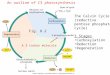 Fig. 8.2 The Calvin Cycle (reductive pentose phosphate cycle) 3 Stages Carboxylation Reduction Regeneration A 3 carbon molecule An outline of C3 photosynthesis