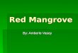 Red Mangrove By: Amberle Vasey. General Information  16 families and 20 genera with a total of 54 species of different mangroves  the red mangrove,
