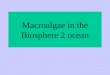 Macroalgae in the Biosphere 2 ocean. Sampling procedure Transect lines divided ocean into quadrats One ring was dropped in a random location within