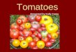 Tomatoes Presented by Kelly Carey. History -First domesticated and grown by Mesoamerican people in modern day Peru, Chile and Equator -Spread throughout
