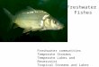 Freshwater Fishes Freshwater communities Temperate Streams Temperate Lakes and Reservoirs Tropical Streams and Lakes