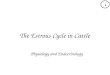 The Estrous Cycle in Cattle Physiology and Endocrinology 1