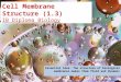 Http:// Cell Membrane Structure (1.3) IB Diploma Biology Essential idea: The structure of biological membranes