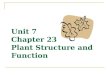 Unit 7 Chapter 23 Plant Structure and Function. Typical plant cell