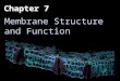 Chapter 7 Membrane Structure and Function. Overview: Life at the Edge The plasma membrane is the boundary that separates the living cell from its surroundings