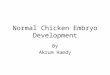 Normal Chicken Embryo Development By Akrum Hamdy