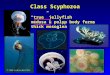 Class Scyphozoa “true” jellyfish medusa & polyp body forms thick mesoglea
