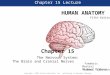 Chapter 15 Lecture HUMAN ANATOMY Fifth Edition Chapter 15 The Nervous System: The Brain and Cranial Nerves Frederic Martini Michael Timmons Robert Tallitsch