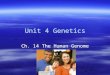 Unit 4 Genetics Ch. 14 The Human Genome. Human Chromosomes  To analyze chromosomes, biologists photograph cells in mitosis  They then cut out the chromosomes