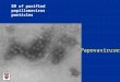 EM of purified papillomavirus particles Papovaviruses