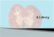 You will know about the structure of the kidney  describe with the aid of diagrams the histology and gross structure of the kidney