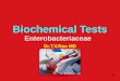 Biochemical Tests Enterobacteriaceae Dr.T.V.Rao MD 1