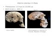 Homo erectus in Asia Pleistocene: 1.8 mya to 10,000 ya Both brains c. 650 cc Homo habilis Homo geogicus or erectus (?) Dmanisi, Republic of Geogia Skull