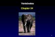 1 Vertebrates Chapter 34. 2 The Chordates Distinguished by four principle features some time in their lives: – nerve cord – notochord – pharyngeal slits