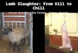 Lamb Slaughter: From Kill to Chill Steven Brankle, Tom Finney, Summer Heyerly