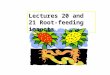 Lectures 20 and 21 Root-feeding insects. Weevils Rostrum