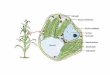 Plant Anatomy Also known as Micromprphology of plants and plant- or vegetable-histology, is concerned with the microscopic structure of the tissues, cells