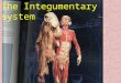 Integumentary system (skin) The Integumentary system