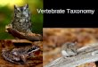Vertebrate Taxonomy. Phylum Chordata Several classes of fish –Jawless fishes –Sharks and rays –Bony fish Class Amphibia (frogs, toads, salamanders) Class