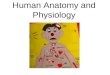 Human Anatomy and Physiology. CHAPTER OBJECTIVES 1)Define the following terms: Anatomy, Body system, Cell, Homeostasis, Organ, Physiology, Tissue 2) Identify
