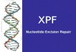 XPF Nucleotide Excision Repair. Xerderma Pigmentosum (XP) UV Light Sensitivity Early Age Freckling Severe Sunburning Keratosis Neurological defects Non-melonoma