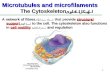 1 Microtubules and microfilaments The Cytoskeleton الهيكل الخلوى A network of fibresrovide structural support تدعيم to the cell. The cytoskeleton also