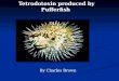 Tetrodotoxin produced by Pufferfish By Charles Brown
