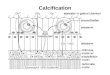 Calcification. Calcite Aragonite Magnesian calcite DIC - dissolved inorganic carbon –CO 2 (aq) –HCO 3 - –CO 3 --