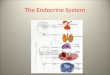 The Endocrine System. Endocrine system: characteristics Endocrine system is mostly controlled by the nervous system Endocrine system controls most of