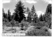 1958: Bryce Canyon National Park. 1970 1991 Vegetation dynamics Also known as plant succession –Sequence of compositional and structural vegetation
