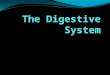 The Digestive System. Stages of Food Processing Ingestion Taking in of nutrients Digestion Breakdown of complex organic molecules into smaller components