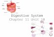 Digestive System Chapter 11 Unit 10. Digestive System The digestive system is the group of organs that changes food into a form that can be used by the