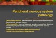 Peripheral nervous system pathology General informations about anatomy, physyology and pathology of the peripheral nervous system Polineuropathies (general