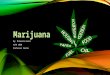 By: McKenzie Kearl HLTH 1050 Professor Ibarra. When marijuana is smoked it immediately enters the blood stream which carries THC (Tetrahydro Cannabinol)