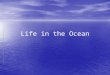 Life in the Ocean. Three Groups of Marine Life Plankton – organisms that float near the ocean’s surface – mostly microscopic Plankton – organisms that