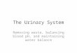 The Urinary System Removing waste, balancing blood pH, and maintaining water balance